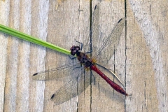 Ruddy Darter [Sympetrum sanguineum]