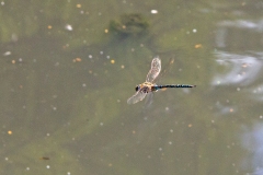 Migrant Hawker [Aeshna mixta]