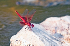 Orange-winged Dropwing [Trithemis kirbyi]
