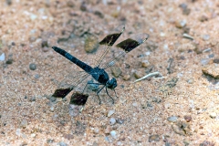 Banded Groundling [Brachythemis leucosticta]