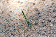 Banded Groundling [Brachythemis leucosticta]