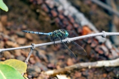 Long Skimmer [Orthetrum trinacria?]