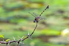 Common Tigertail [Ictinogomphus ferox]