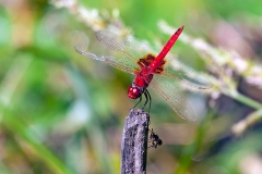 Red Basker [Urothemis assignata]