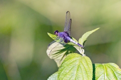 White-tailed Dragonlet [Erythrodiplax unimaculata]