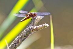 Broad-bodied Chaser [Libellula depressa]