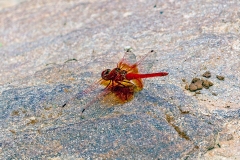 Orange-winged Dropwing [Trithemis kirbyi]