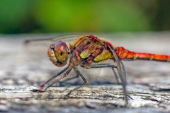 Common Darter [Sympetrum striolatum]