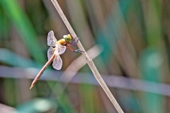 Norfolk Hawker [Aeshna isoceles]