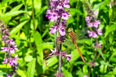 Norfolk Hawker [Aeshna isoceles]