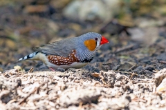 Australian Zebra Finch [Taeniopygia castanotis]