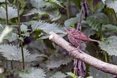 Dunnock [Prunella modularis occidentalis]