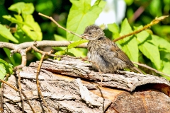 Dunnock [Prunella modularis occidentalis]