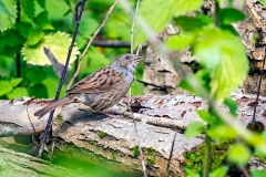 Dunnock [Prunella modularis occidentalis]