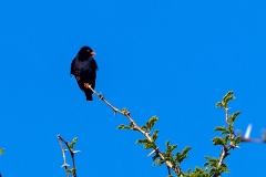 Village Indigobird [Vidua chalybeata amauropteryx]