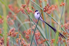 Pin-tailed Whydah [Vidua macroura]