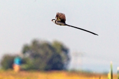Pin-tailed Whydah [Vidua macroura]