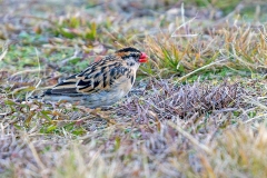 Pin-tailed Whydah [Vidua macroura]