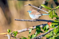 Blue Waxbill [Uraeginthus angolensis niassensis]