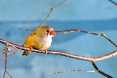 Australian Zebra Finch [Taeniopygia castanotis]