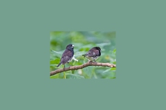 Black-and-white Mannikin [Spermestes bicolor poensis]