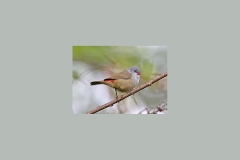 Yellow-bellied Waxbill [Coccopygia quartinia kilimensis]