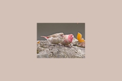 Red-billed Firefinch [Lagonosticta senegala ruberrima]