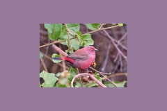 Jameson's Firefinch [Lagonosticta rhodopareia jamesoni]