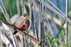 Common Waxbill [Estrilda astrild tenebridorsa]