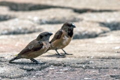 Bronze Mannikin [Spermestes cucullata cucullata]