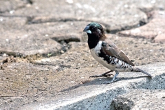 Bronze Mannikin [Spermestes cucullata cucullata]