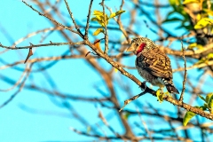 Cut-throat Finch [Amadina fasciata contigua]