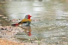Green-winged Pytilia [Pytilia melba melba]