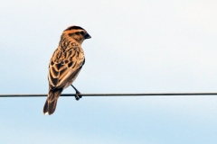 Pin-tailed Whydah [Vidua macroura]