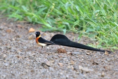 Long-tailed Paradise Whydah [Vidua paradisaea]