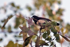 Black-and-white Mannikin [Spermestes bicolor nigriceps]