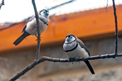 Double-barred Finch [Stizoptera bichenovii]