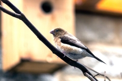 African Silverbill [Euodice cantans]