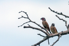 Cut-throat Finch [Amadina fasciata contigua]