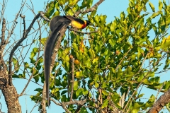 Long-tailed Paradise Whydah [Vidua paradisaea]