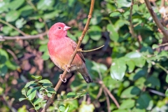 Red-billed Firefinch [Lagonosticta senegala rendalli]