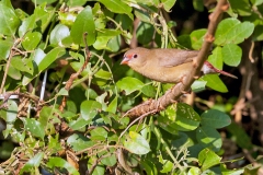 Red-billed Firefinch [Lagonosticta senegala rendalli]