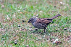 Dunnock [Prunella modularis occidentalis]