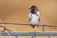 Bronze Mannikin [Spermestes cucullata scutata]