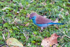 Blue Waxbill [Uraeginthus angolensis niassensis]