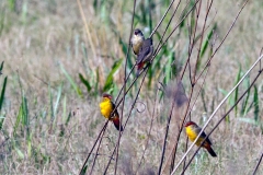 Orange-breasted Waxbill [Amandava subflava clarkeia]
