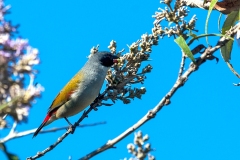 Swee Waxbill [Coccopygia melanotis]