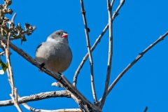 Swee Waxbill [Coccopygia melanotis]