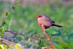 Common Waxbill [Estrilda astrild tenebridorsa]