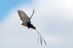 Shaft-tailed Whydah [Vidua regia]